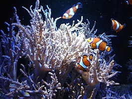 小丑魚,amphiprioninae,魚
