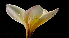 花,開花,白色黃色