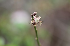 綠色,花卉,背景