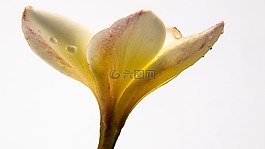 花,開花,白色黃色