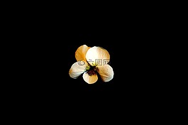 花卉,宏,植物