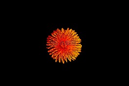 花卉,橙色,性質