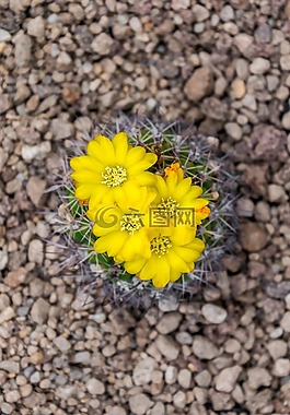 仙人掌,開花,帶動