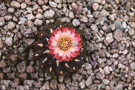 仙人掌,开花,红色