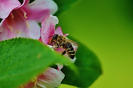 蜜蜂,鮮花,昆蟲(chóng)
