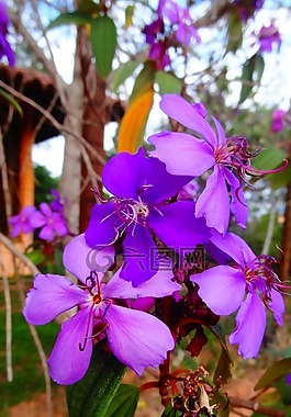 花卉,性質(zhì),紫
