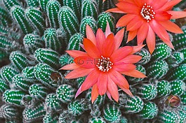 仙人掌,开花,红色