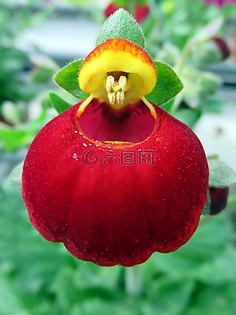 性質(zhì),花,奇怪