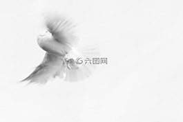 鴿子,無辜,純度