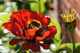 捧魚尾菊,鮮花,花床