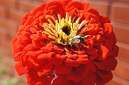 鮮花,大黃蜂,蜜蜂