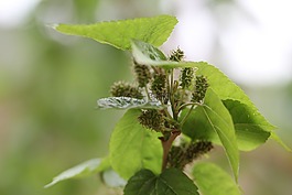 綠色,植物,背景