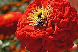 大黃蜂,花卉,捧魚尾菊