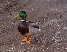 鴨,鴨鳥,鳥