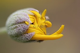 綠色,植物,背景