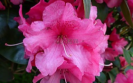 花,性質(zhì),廠