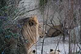獅子,動(dòng)物園,瑞士