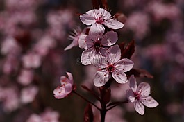 血梅,梅花cerasifera,鲜花