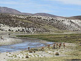 羊駝,智利,parincota