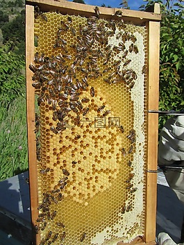 蜜蜂,蜂箱,蜂蜜