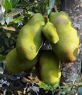 jackfruits,樹,食品
