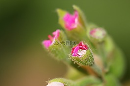 綠色,植物,背景