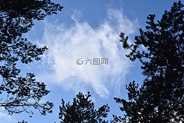 云,森林,自然