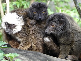 黑狐猴,狐猴,野生動物