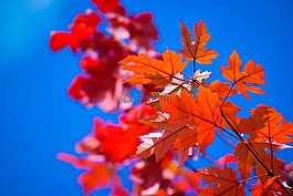 秋,自然,紅色