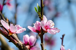 梅花,櫻桃,櫻花