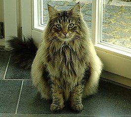 猫,宠物,挪威森林猫