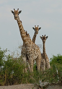 長頸鹿,博茨瓦納,好奇心