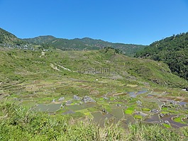 稻田,水稻梯田,字段
