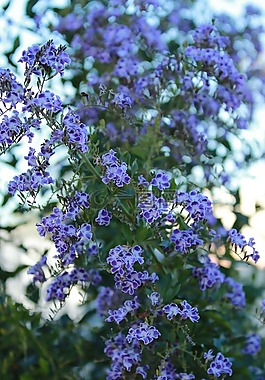 艺伎,紫色花,花