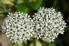 韭菜,黃色,花