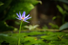 蓮花,綠色,自然
