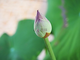 花,蓮花,粉紅色