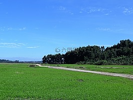 人工林,天空,性质