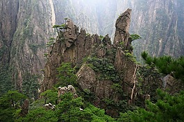中國(guó),黃山,松柏