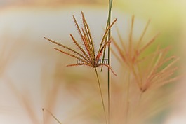 草,野生,植物