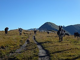 驢,高山,山
