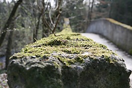 性質,木,葉子