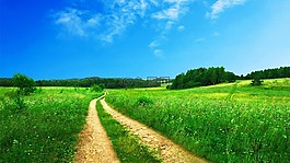 景觀,作物,路徑