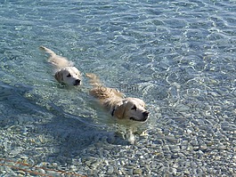 狗,海,夏季