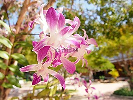 花,蘭花,樹(shù)