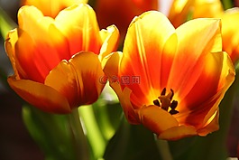 花,郁金香,性質(zhì)