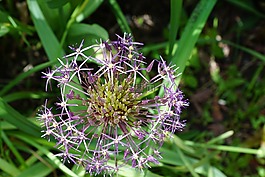 韭菜,花,开花