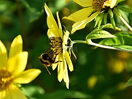 蜜蜂,開花,關(guān)閉