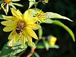 蜜蜂,開花,關(guān)閉