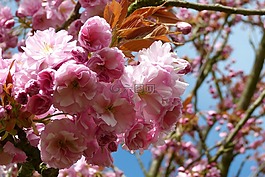 柏林,teltow,樱桃花公园